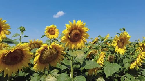 Sunflowers Field in Summer