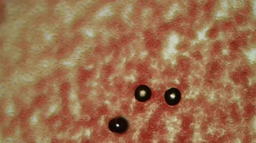 Collection Contagion : capillaires microscopiques mous avec pigment étalé, photographiés en 4K