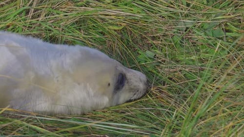 Atlantic Grey seal breeding season: adorable newborns with white fur, mothers nurturing, soaking in