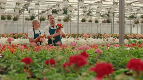 Flower Nursery Workers Inspect Flowers in Greenhouse
