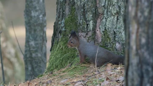 Wild squirrel climbing in tree sitting on the branch