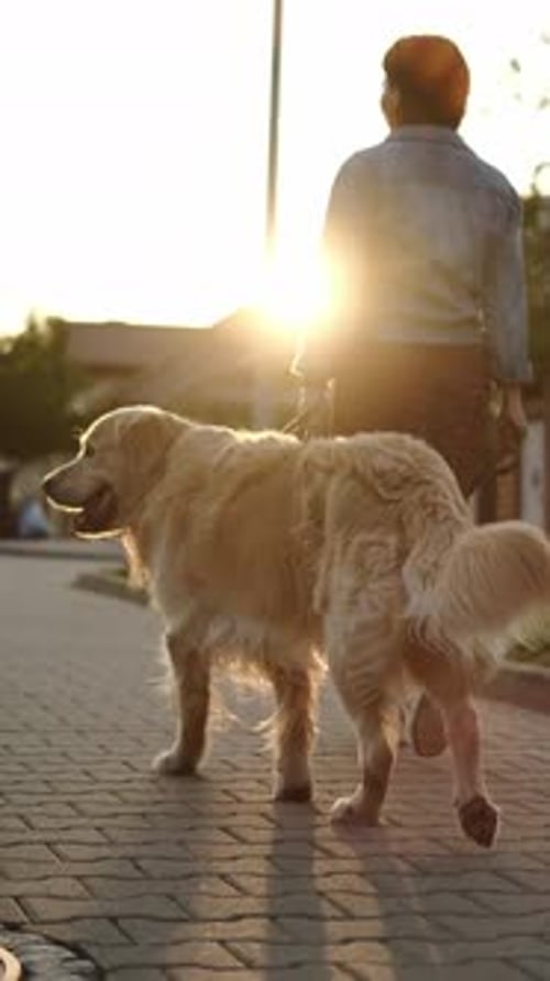 Woman Walking Golden Retriever at Sunset