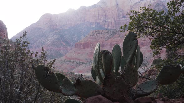 Cactus rack focus to Zion valley, Nature Stock Footage ft. cactus ...