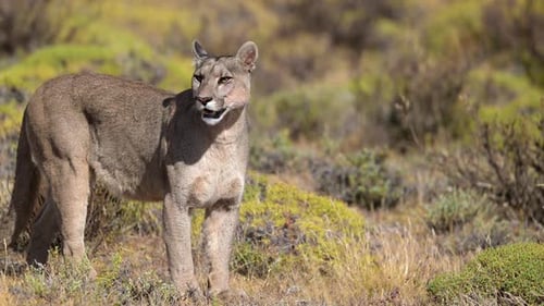 Mountain Lion Stands Alert in Wilderness Setting