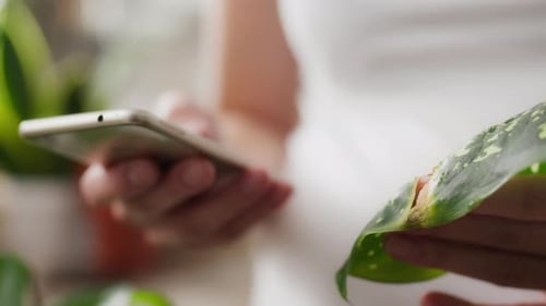 Watering. European woman working with a modern smartphone. Close-up of a young woman taking