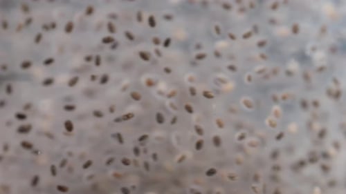 Chia Seeds Floating in Water Close Up