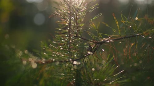 CloseUp of Pine Tree Branch with Cobwebs in Sunlit Forest