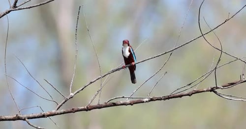 Whitethroated Kingfisher Perched on Bare Branch Blurred Background