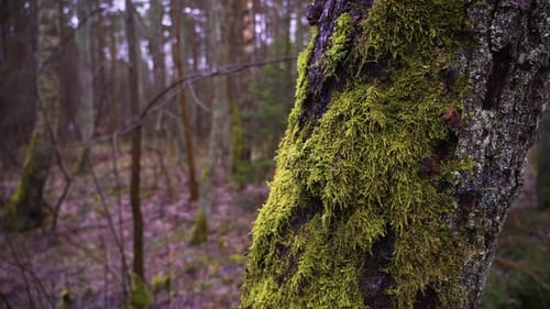 Die Nahaufnahme eines moosigen Baumes in dichtem Wald mit moosigen Stämmen an einem düsteren, wolkigen Herbsttag