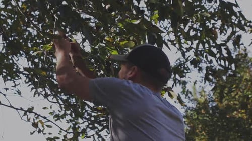 Male farmer picking pecan nuts out of tree in the shadows.