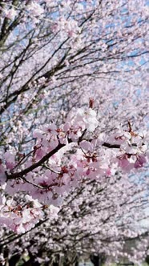 Blooming Season Day Light Beautiful View of a Blooming Pink Sakura Tree Vertical Video Natural