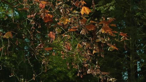Las hojas de otoño caen del árbol en cámara lenta