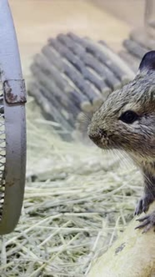 A Beautiful Big Gray Mouse Sits in a Cage Rodent Animal Concept Vertical Video