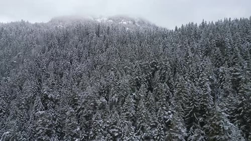 A Drone Flies Over a Dense Slender Snowcovered Spruce Forest Creating a Winter Idyll