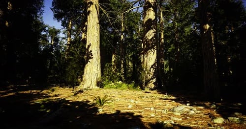 Explore the Tranquil Beauty of a Sunlit Forest Filled with Towering Trees