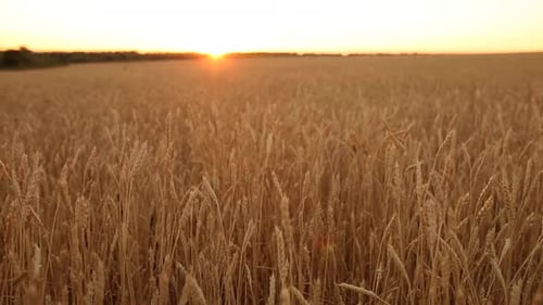 Wheat Ears at the Farm Field Shallow Depth of Field Golden Ripe Wheat Field on Sunset Rich Harvest