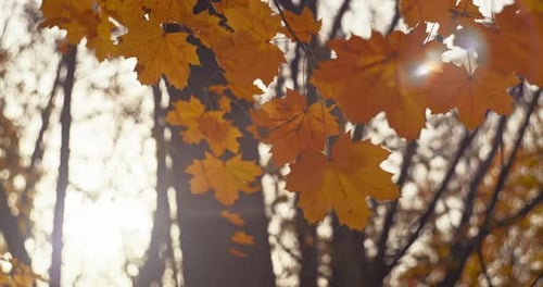 Leaves in Fall