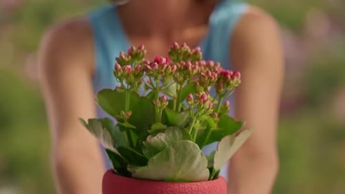 Gardener Holding Blossom Plant