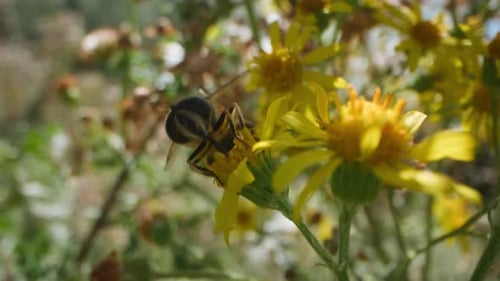 Close up of a hoverfly collecting nectar from a yellow flower