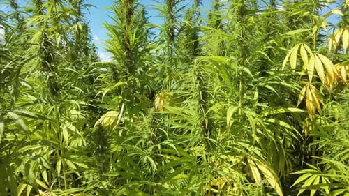 Marijuana plants at outdoor cannabis farm field moved by the wind