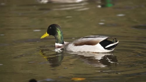 Wild Duck Swimming Away in Calm Reflective Pond Mallard Gliding Smoothly Through Tranquil Water