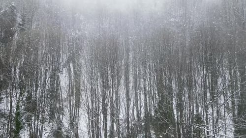 Foggy Snowy Forest