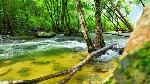 A breathtaking stream flows through a lush.