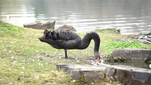 Life of a Black Swan 5