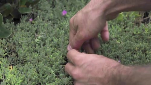 Closeup of hands foraging ice plant two
