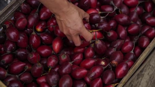 Red Eggplant