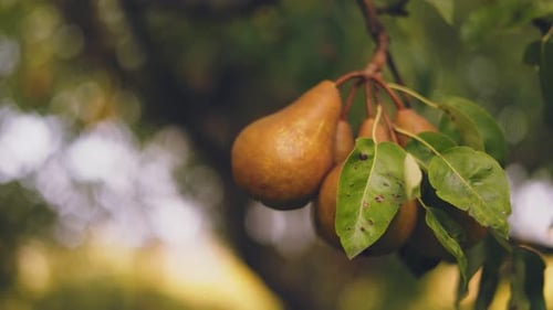 Pears on the Tree Closeup