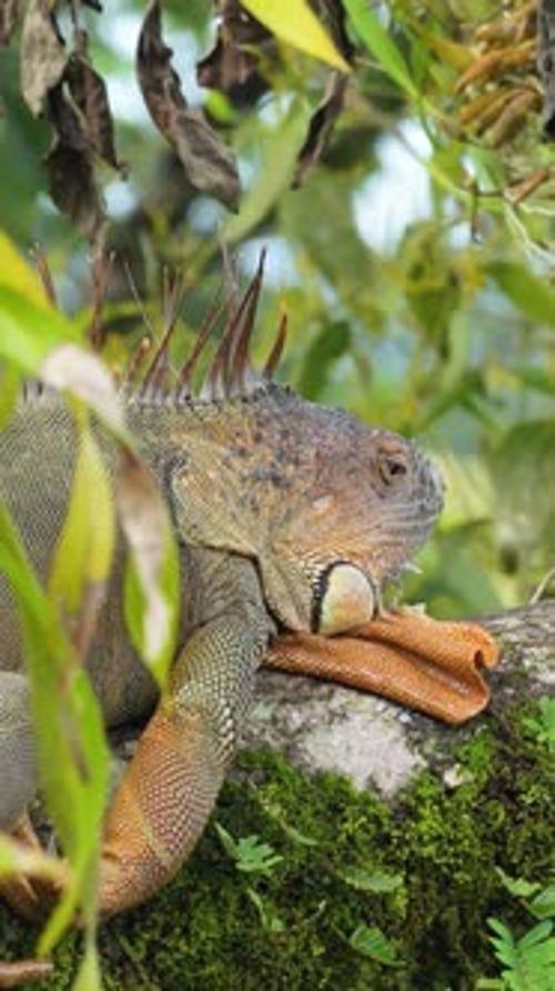 Iguane vert posé sur une branche d'arbre moussue au Costa Rica Vertical