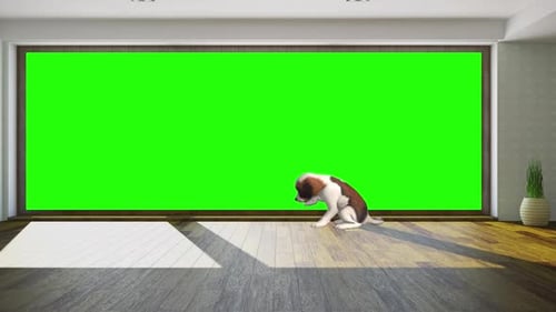 Puppy Sitting Green Screen