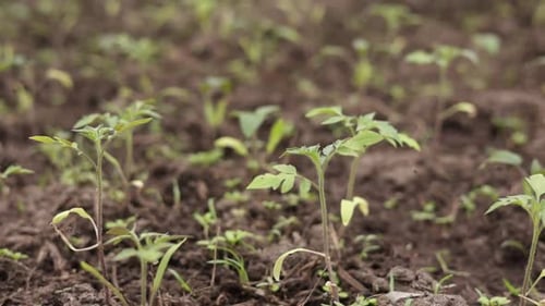 Growing organic tomato plants in spring, sprouts germination newborn tomatoes seed in greenhouse.