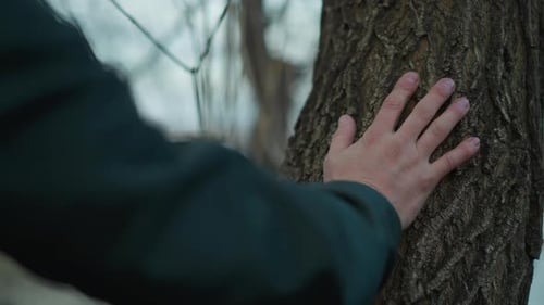 CloseUp of a Man's Hand Touching Tree Bark in a Forest Setting