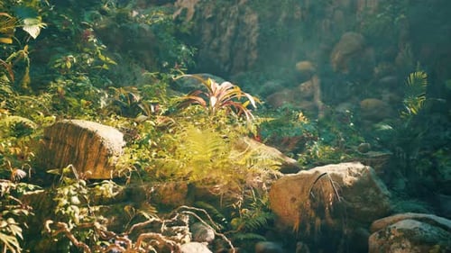 A Lush Green Forest Filled with Lots of Rocks