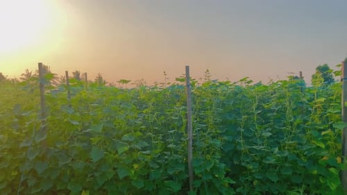 Fresh cucumber plants are green