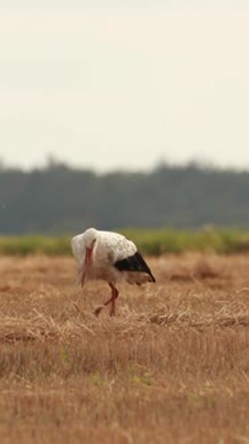 Ausgewachsener Europäischer Weißstorch beim Spazierengehen