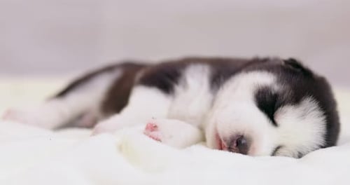 Sleeping Puppy Curled Up on Soft Blanket