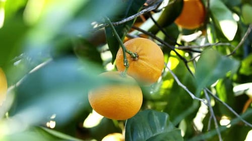 Orange trees in a sunny grove ripe for harvest in the countryside