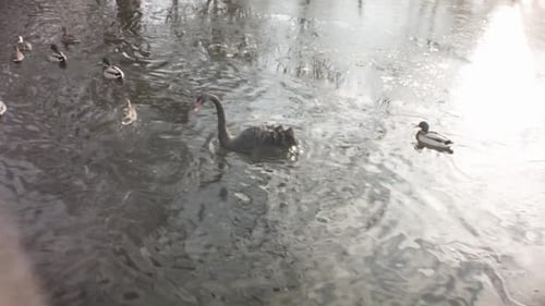 Folgeansicht eines schwarzen Schwans, der im Winter in einem gefrorenen Fluss zum Wasser mit wunderschöner Sonne schwimmt