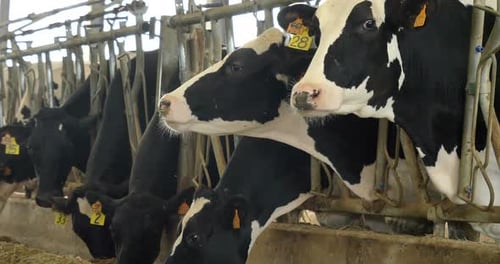 On the farm in the pen, beautiful cows have a white black coloring, eating grass and hay, close-up