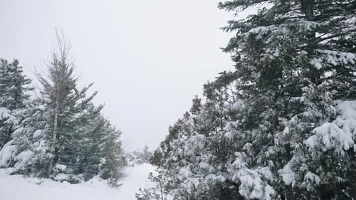 Schneebedeckte Bäume schwanken während des Schneesturms im Winter. Weitwinkelaufnahme