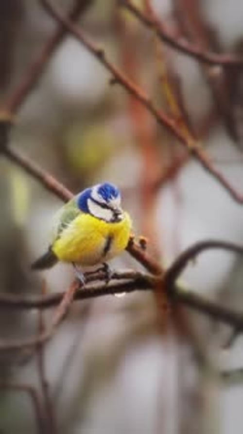 Parus Caeruleus vertical