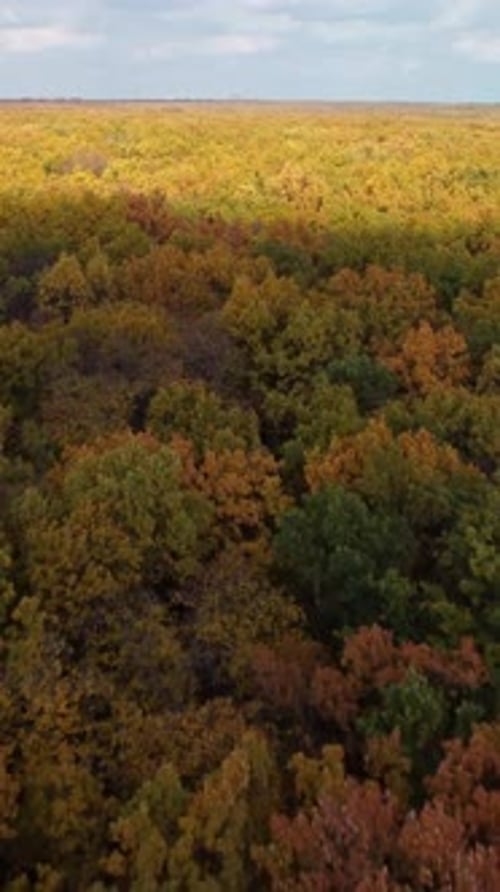 Forêt d'automne colorée aérienne sous un ciel pittoresque