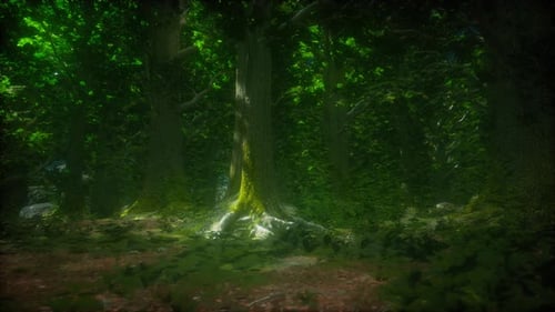 Tree Roots and Sunshine in a Green Forest