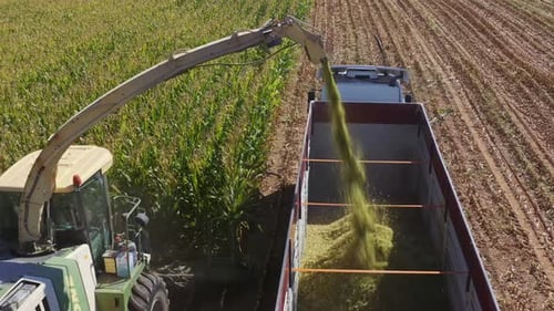 Close-up view of a corn harvester transferring freshly chopped crops into a trailer