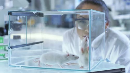 Medical Research Scientists Examines Laboratory Mice kept in a Glass Cage. She Works in a Light Lab