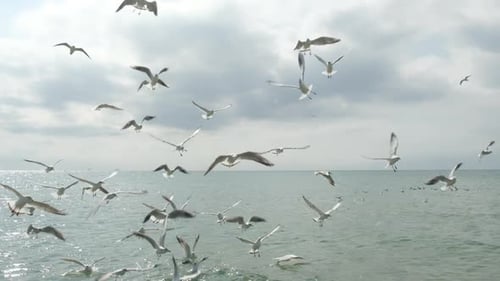 Large Flock of Seagulls Flying Low Over Ocean Water Cloudy Sky on Background