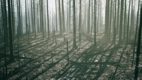Forest Area Impacted By Wildfire Showing Charred Trees and Shadows